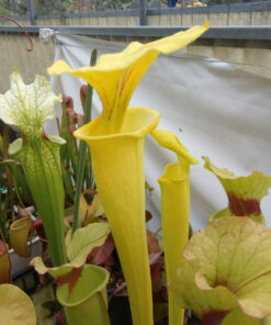 DRSFxxxxx: Sarracenia flava 'Goldie'