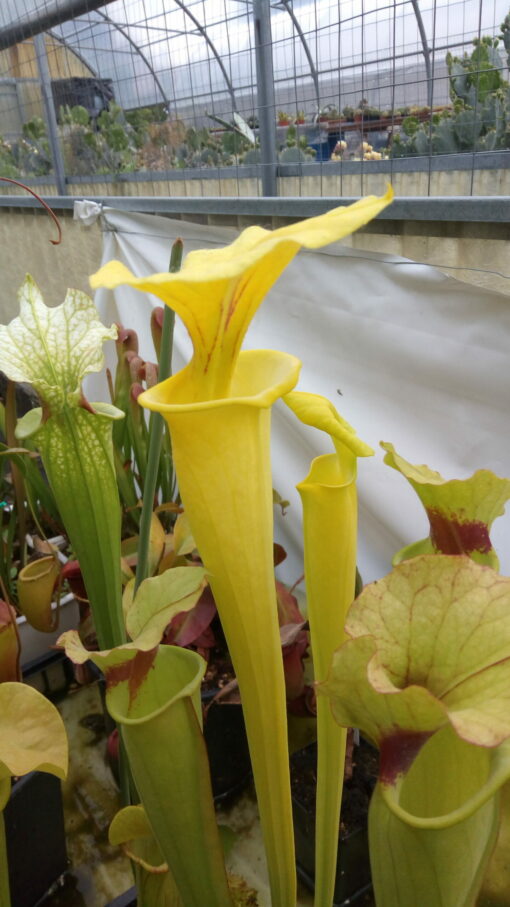 DRSFxxxxx: Sarracenia flava 'Goldie'