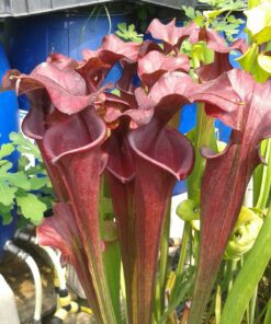 DRSFxxxxx: Sarracenia flava var. atropurpurea