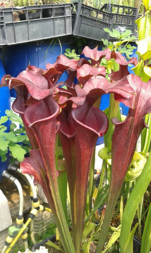 DRSFxxxxx: Sarracenia flava var. atropurpurea