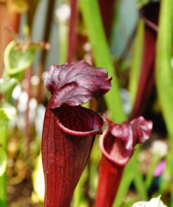 DRSHxxxxx: Sarracenia flava var. atropurpurea x S. alata var. nigropurpurea