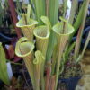 DRSFxxxx: Sarracenia flava var. ornata f.ma lidless