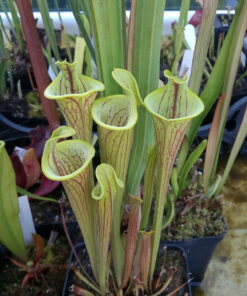 DRSFxxxx: Sarracenia flava var. ornata f.ma lidless