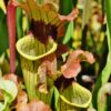 DRSHxxxxx: Sarracenia flava 'Flavona' x S. x mitchelliana