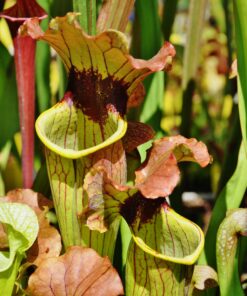 DRSHxxxxx: Sarracenia flava 'Flavona' x S. x mitchelliana