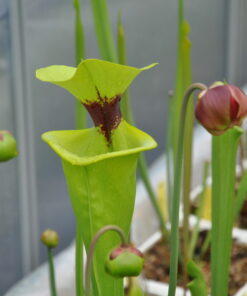 DRSFxxxx: Sarracenia flava var. rugelii