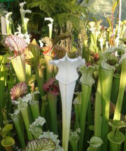 DRSLxxxx: Sarracenia leucophylla