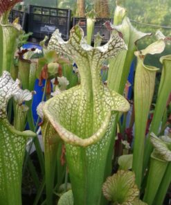 DRSHxxxxxx: Sarracenia leucophylla ''Zvicko'' x S. x 'Adrian Slack', clone k