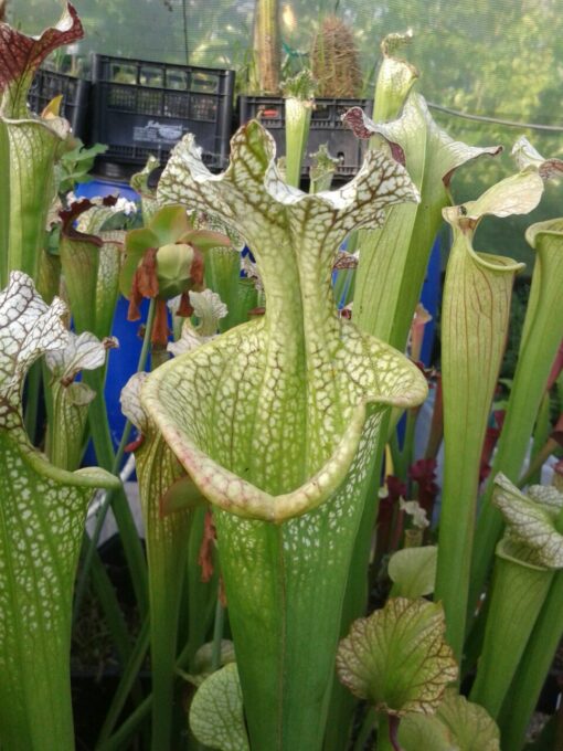 DRSHxxxxxx: Sarracenia leucophylla ''Zvicko'' x S. x 'Adrian Slack', clone k