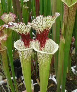 DRSHxxxx: Sarracenia x moorei