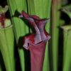 DRSHxxxxx: Sarracenia x 'Metallized'