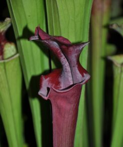 DRSHxxxxx: Sarracenia x 'Metallized'