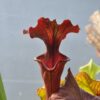 Sarracenia x "red wave"