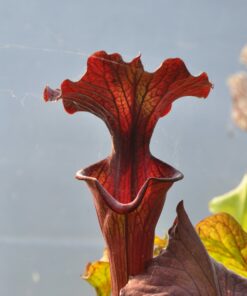 Sarracenia x "red wave"