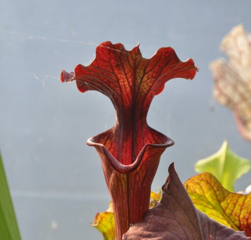 Sarracenia x "red wave"