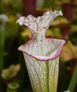 DRSHxxxxxx: Sarracenia x moorei "the beast"