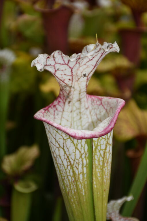 DRSHxxxxxx: Sarracenia x moorei "the beast"