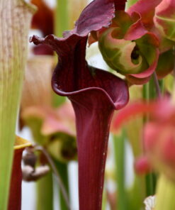 Sarracenia x "red wave"