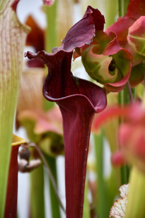 Sarracenia x "red wave"